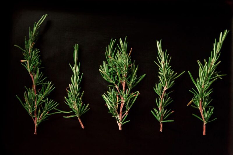 Rosemary – Salvia rosmarinus || Magical Herbs